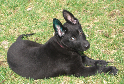 ceridwen zu treuen handen IPO2 RN german shepherd puppy down